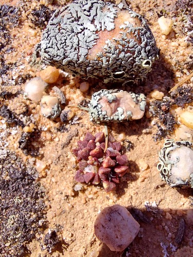Anacampseros retusa