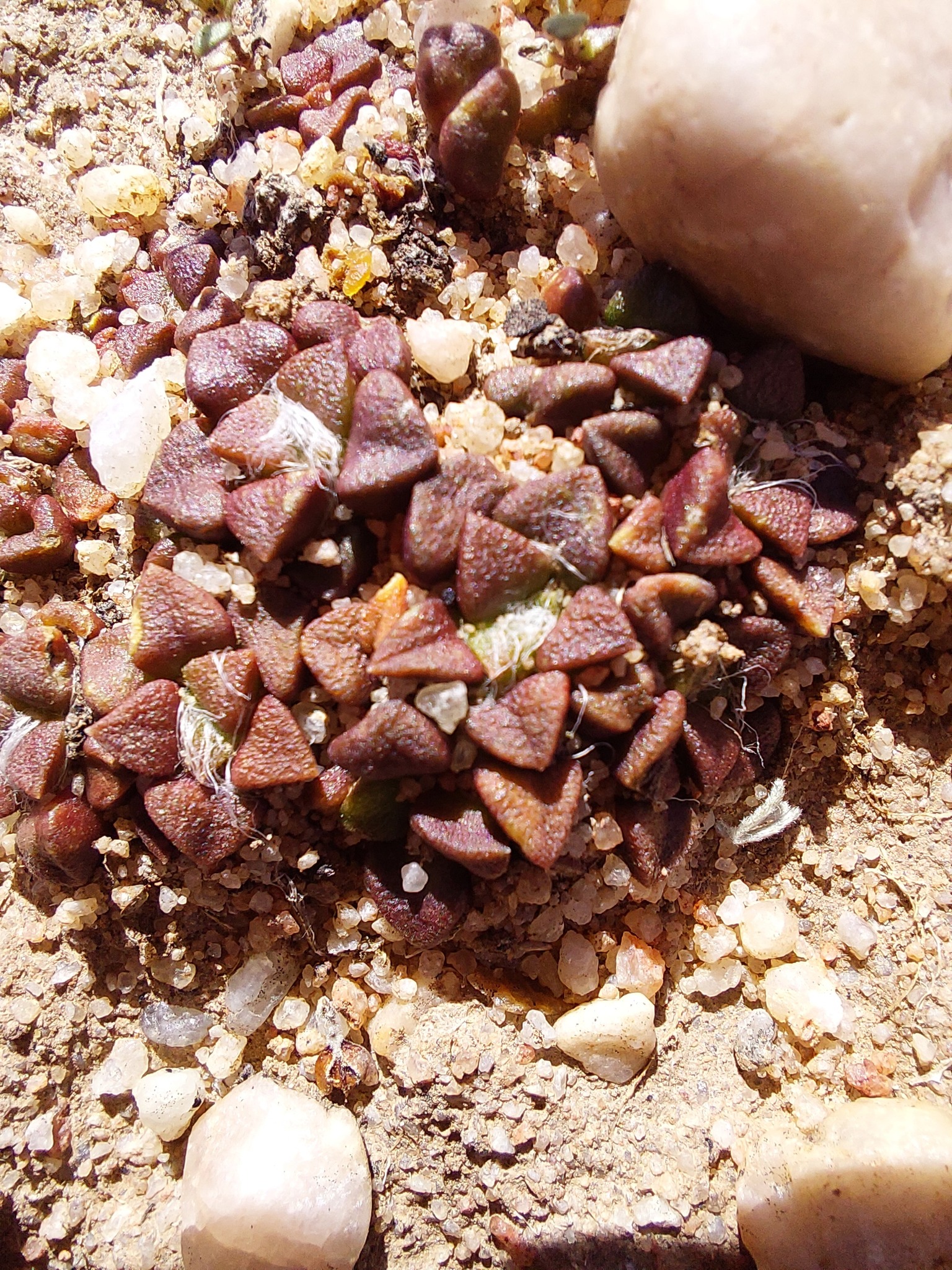 Anacampseros Retusa (Anacampseros retusa)
