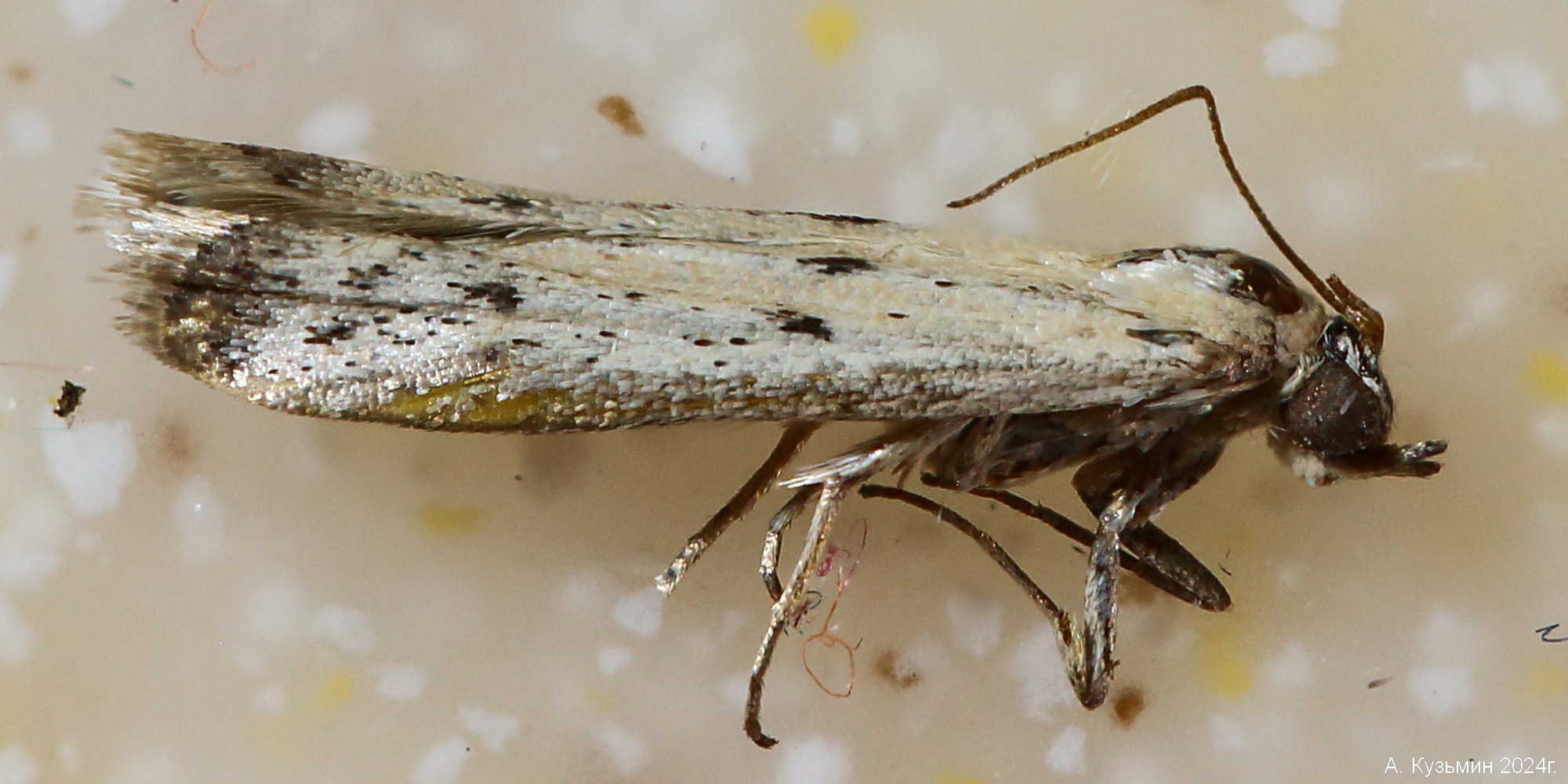 Огнёвка Phycitodes lacteella