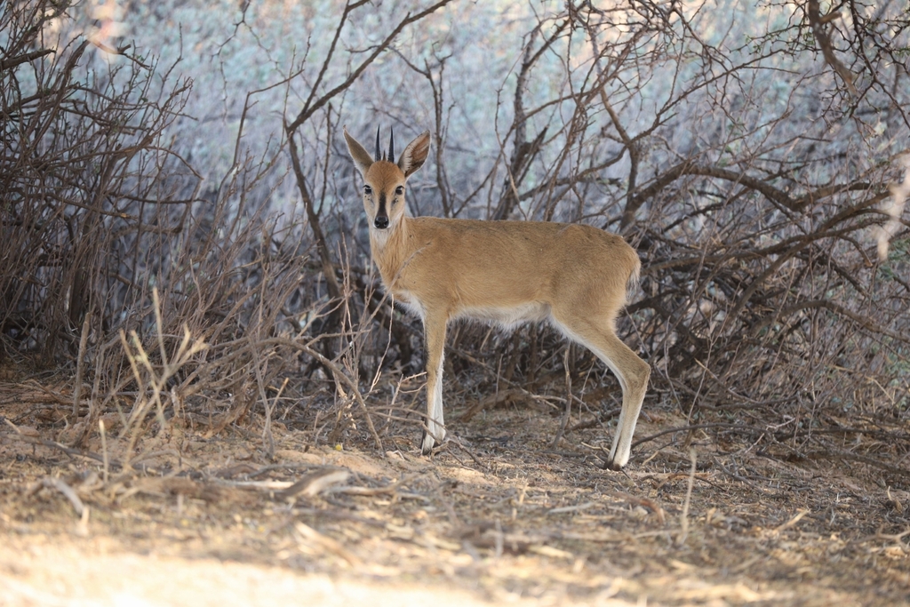 Sylvicapra grimmia steinhardti, Hardap, Namibia, by anniengel