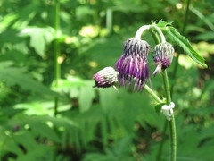 Cirsium schantarense