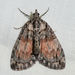 Shattered Hydriomena Moth - Photo (c) jrheinen, some rights reserved (CC BY-NC), uploaded by jrheinen