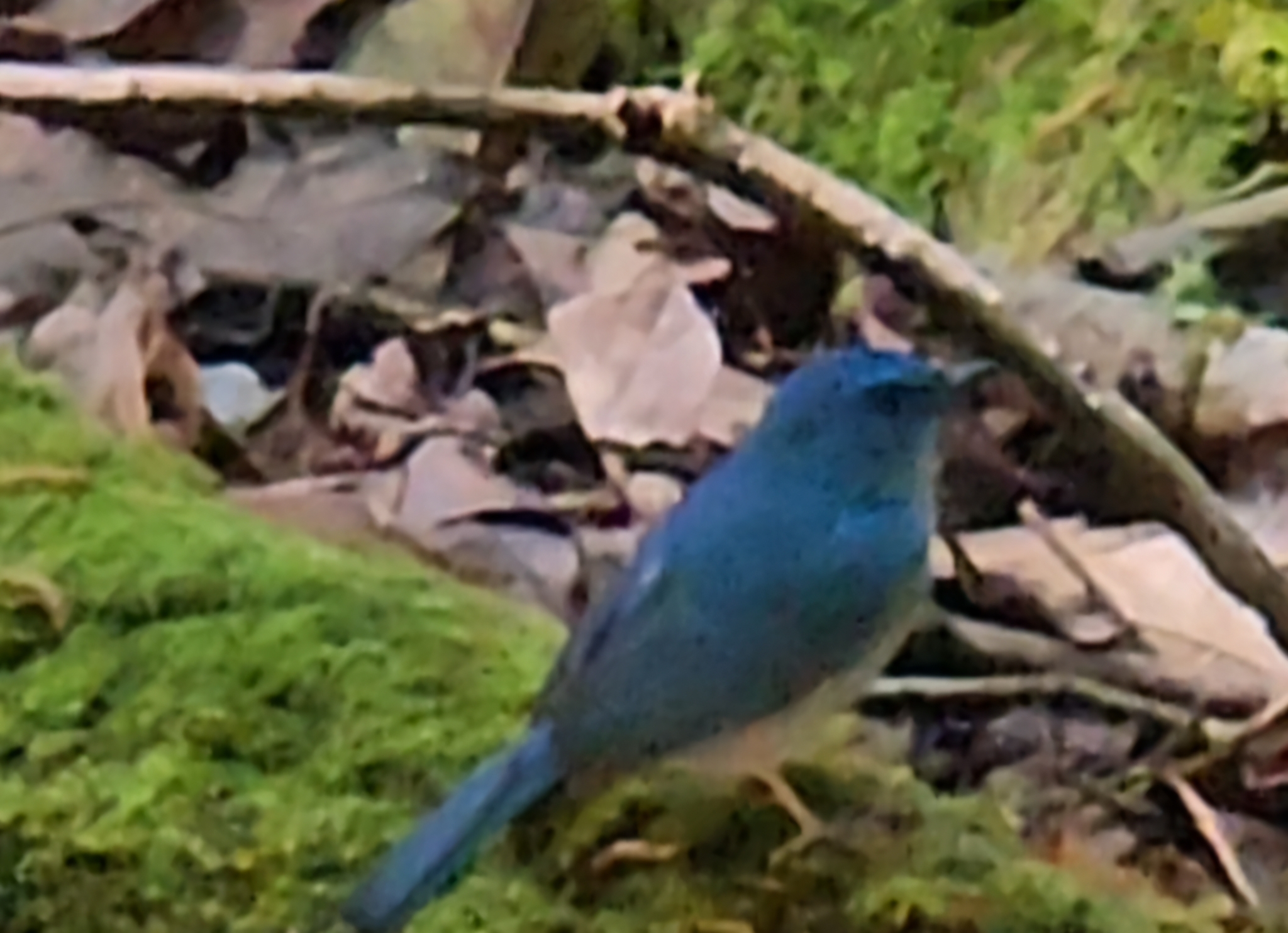 Pale Blue Flycatcher