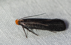 Dichomeris purpureofusca