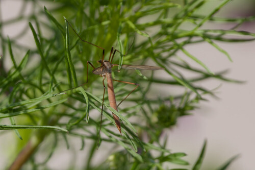 European Crane Fly, 1775 Middenmeer, Netherlands, photo 9 of 10