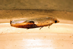 Pseudexentera costomaculana