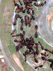 Camponotus texanus