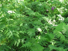 Cirsium schantarense