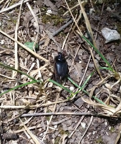 Pachypus candidae