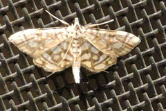 Lygropia rivulalis