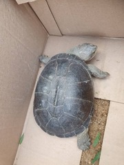 Adanson's Mud Turtle photo 4