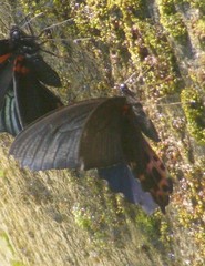 Papilio thaiwanus