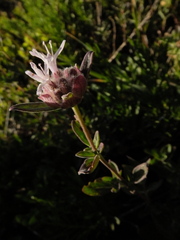 Monardella breweri lanceolata