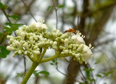 Cnidoscolus aconitifolius