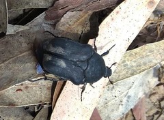 Protaetia morio