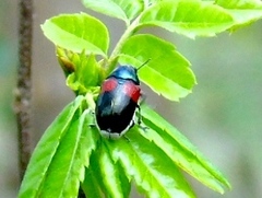 Megalostomis pyropyga