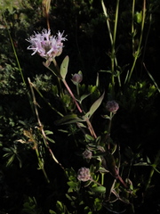 Monardella breweri lanceolata