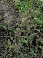 Phacelia egena