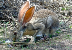 Lepus alleni