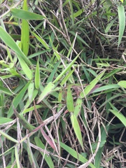 Melinis minutiflora