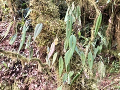 Lepanthes mucronata