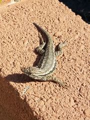 Sceloporus occidentalis