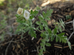 Phacelia ramosissima