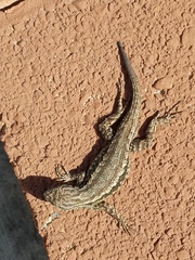 Sceloporus occidentalis