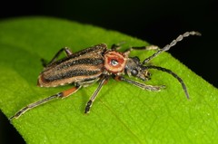 Brachysomida bivittata