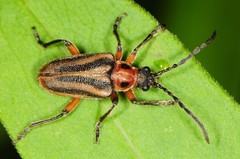 Brachysomida bivittata