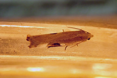 Pseudexentera costomaculana