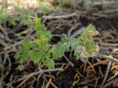 Phacelia ramosissima