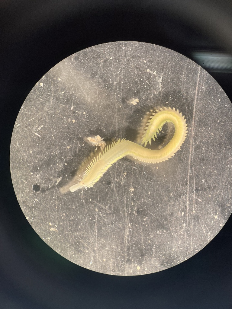 Eulalia xanthomucosa