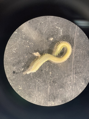 Eulalia xanthomucosa