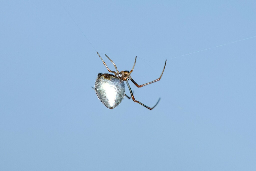 Argyrodes argentatus