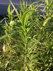Helianthus verticillatus