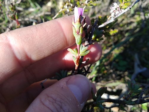 Image of Lampranthus leptaleon by (c) De Waal Hugo, some rights reserved (CC BY)