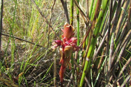 Image of Satyrium lupulinum by (c) James Deacon, some rights reserved (CC BY-SA)