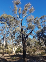 Allocasuarina luehmannii