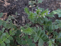Polemonium californicum