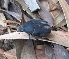 Protaetia morio