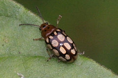 Phola octodecimguttata