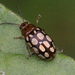 十八斑瘦金花蟲 - Photo 由 Pete Woodall 所上傳的 (c) Pete Woodall，保留部份權利CC BY-NC