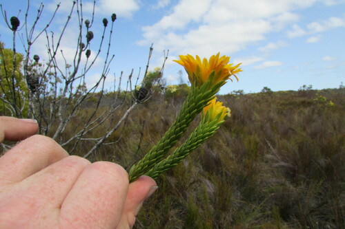 Image of Lachnaea aurea by (c) James Deacon, some rights reserved (CC BY-SA)