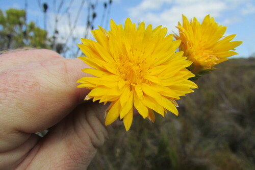 Image of Lachnaea aurea by (c) James Deacon, some rights reserved (CC BY-SA)