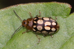 Phola octodecimguttata