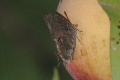Memphis moruus