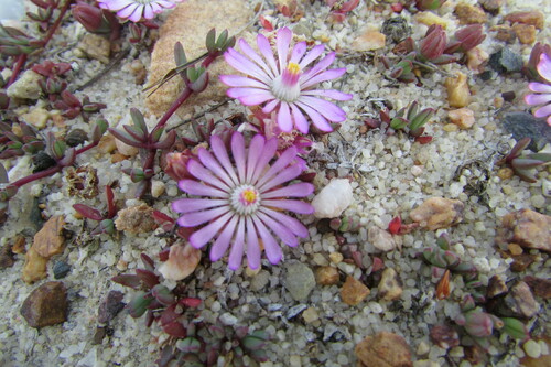 Image of Lampranthus debilis by (c) James Deacon, some rights reserved (CC BY-SA)