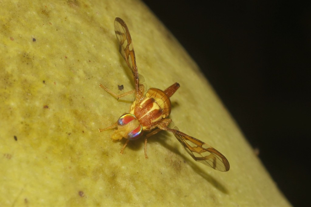 Mexican fruit fly