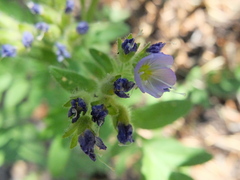 Polemonium californicum